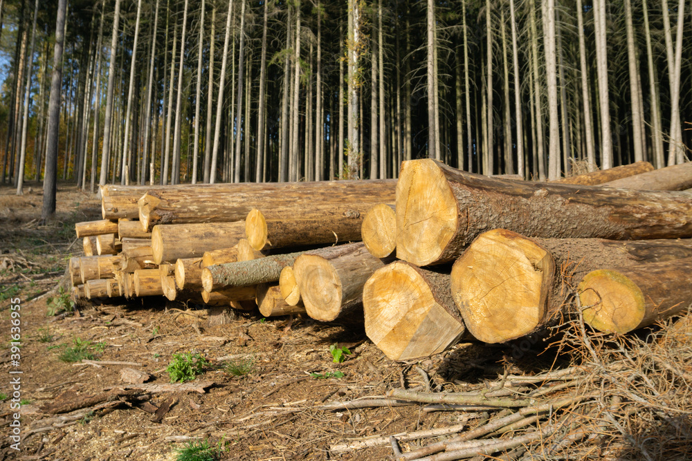 Fallen wood forest woodcutters logger Fallen wood forest woodcutters logger