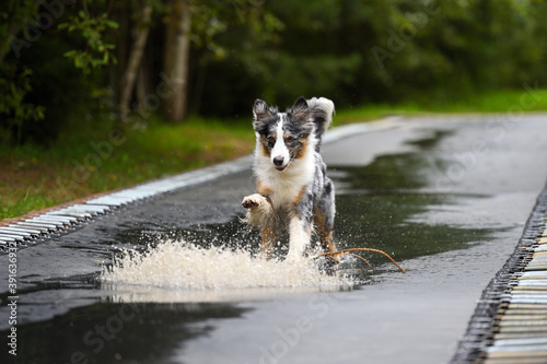 happy dog running through the puddles