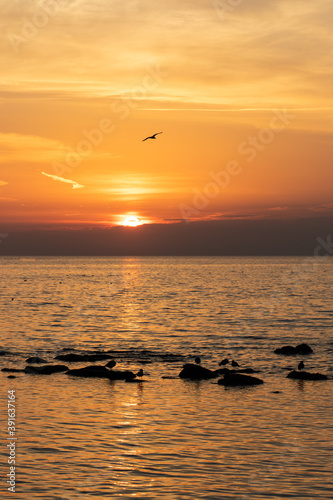 Red sunset over sea with seagull in flight © demofotos