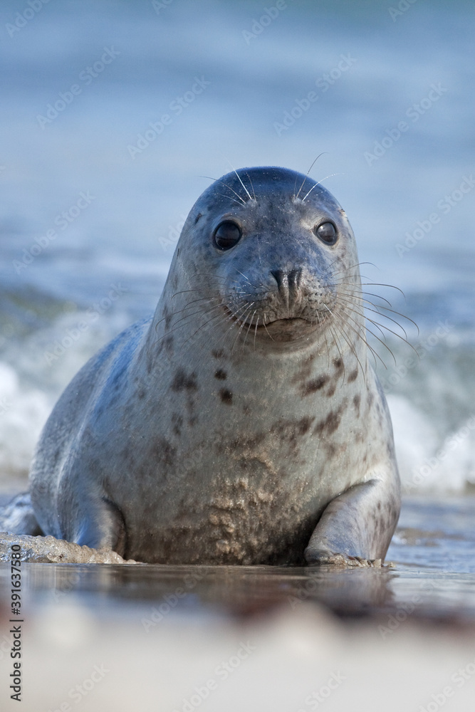 Fototapeta premium Grey seal colony on the Helgeland. A colony of seal laying on the beach. European wildlife.