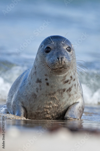 Grey seal colony on the Helgeland. A colony of seal laying on the beach. European wildlife.