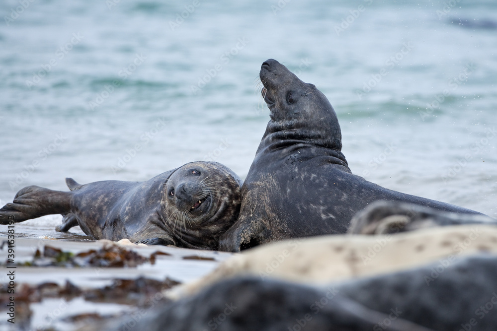 Obraz premium Grey seal colony on the Helgeland. A colony of seal laying on the beach. European wildlife.