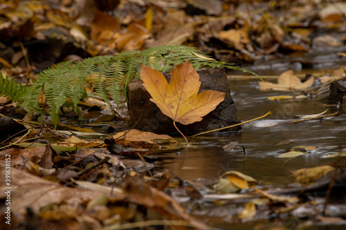  flowing stream with clear water and fallen leaves in autumn and in the background is a small waterfall in a park in nature in autumn