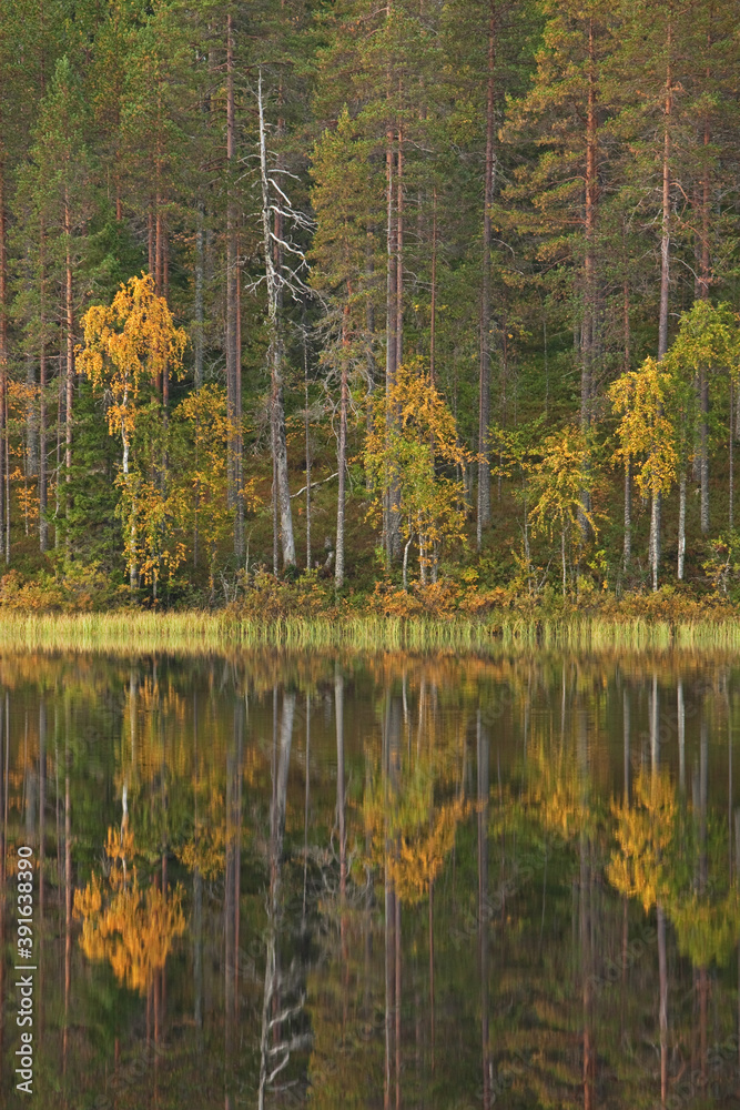 Forest in the autumn colors. Wild forest in Finland. European nature. 