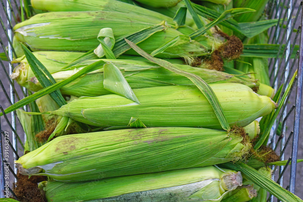 Fototapeta premium Corn in husk
