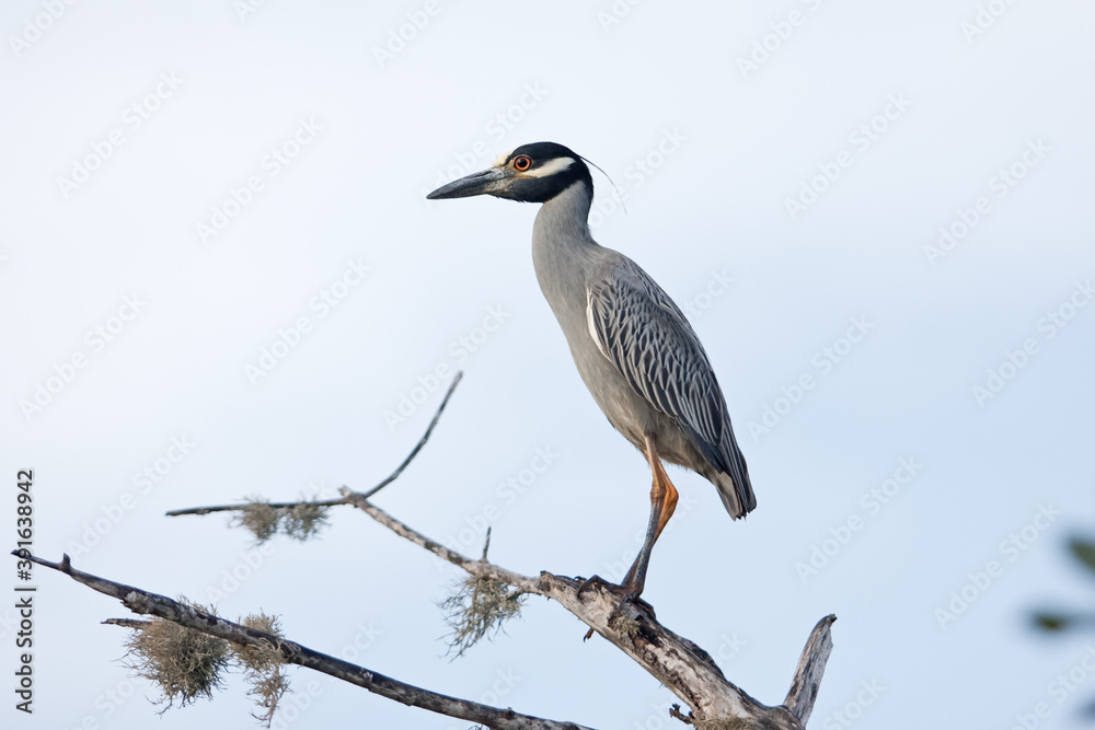 Yellow-crowned night heron searching for food. Heron observed from the branch. Mexican nature. Birds around the swamp coast. Yellow-crowned night heron searching for food. Heron observed from the branch. Mexican nature. Birds around the swamp coast.