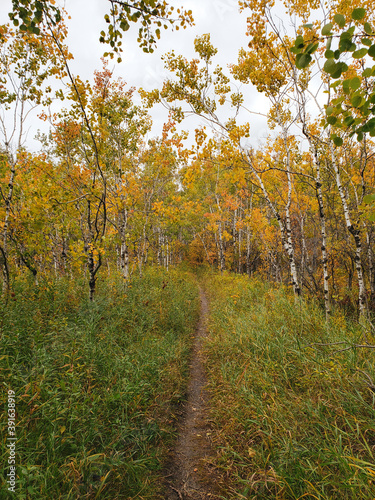 Beautiful view of a Hiking trail at Assiniboine Forest on an autumn day in Winnipeg, Manitoba, Canada