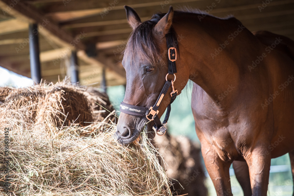 Φωτογραφία Beautiful brown Arabian horse in the stable - fence - door - wood - hay - sunset