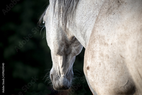 Horse portrait - Head of the majestic white grey horse on a black green background - peace relaks -closed eye