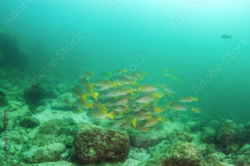 The shoal of fish in Mexiko. Snappers on the bottom of the sea. Mexican marine life.