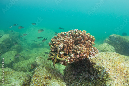 Coral on the bottom of the sea. Seastar in the ocean. Scuba diving near Baja California. American marine life. 