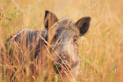 Wild boar is hiding in the tall grass. Wildlife in Slovakia nature. European animal in the wild. 