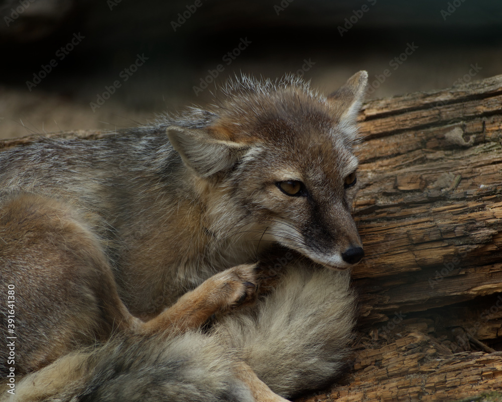 Polar Fox relaxing at zoo in summer at day Polar Fox relaxing at zoo in summer at day