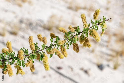 Sharp Spines on Catclaw Acacia (Senegalia greggii) Tree Branch. Another common name is wait a minute bush. photo