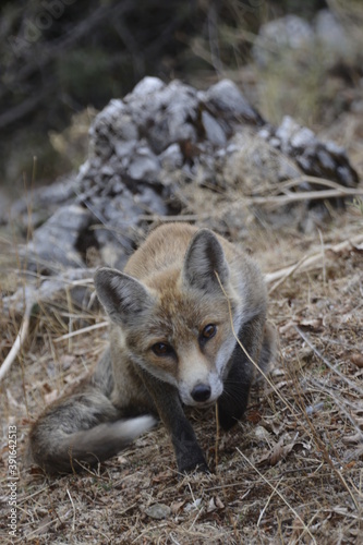 Le regard du renard