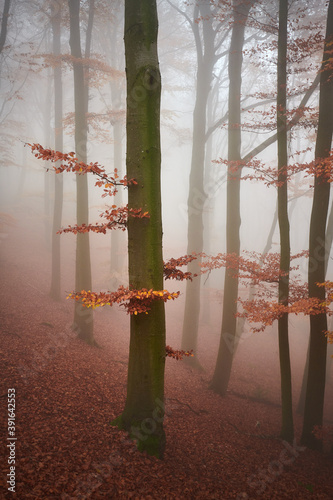 Foggy Beech Forest