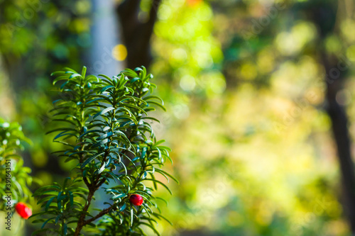 Yaw tree leaves close-up and macro, green color background, Tacus Cuspidata photo