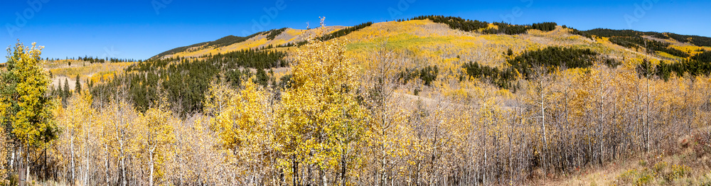 Fall aspen forest with golden trees covering a panoramic landscape in the Colorado Rocky Mountains