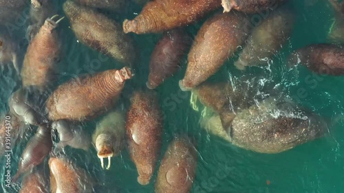 Marine animals walruses in the wild nature swim in water. Colony of walruses on a sea pasture.

