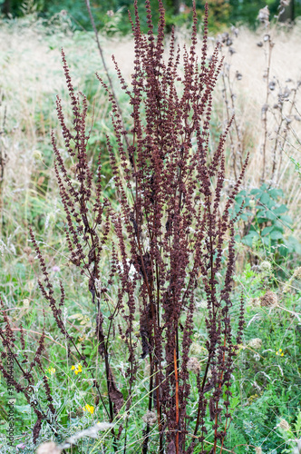 Fototapeta Naklejka Na Ścianę i Meble -  a wilted sorrel plant in a meadow
