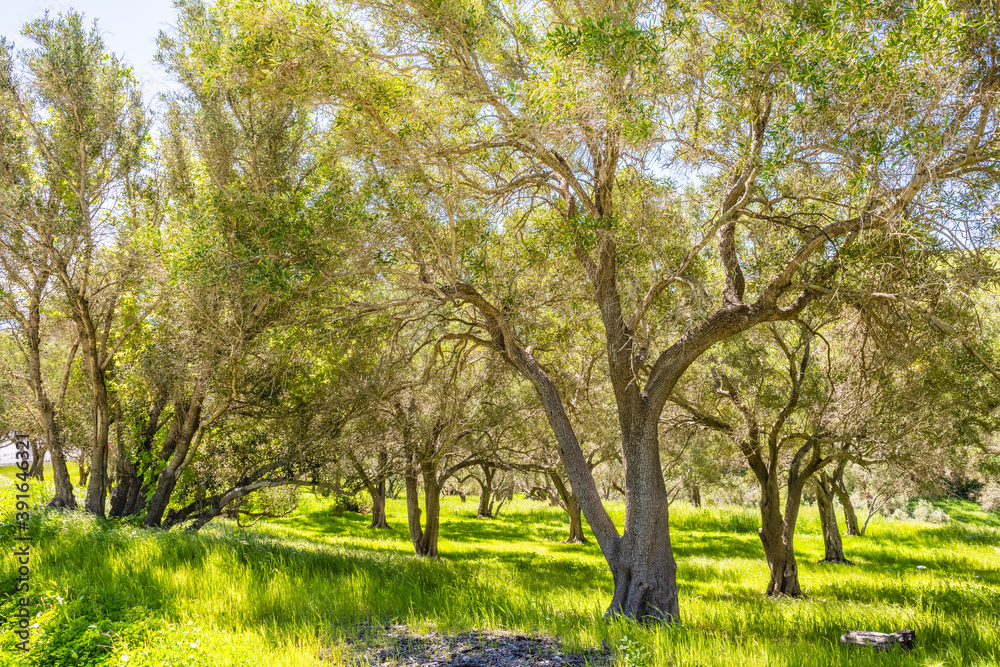 Thicket of trees on Santa Cruz Island, Channel Islands National Park, California Thicket of trees on Santa Cruz Island, Channel Islands National Park, California