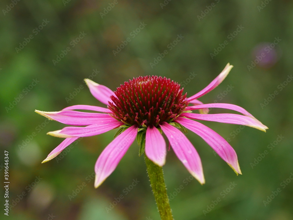 Closeup from the side of pink petals and red centre of a coneflower Closeup from the side of pink petals and red centre of a coneflower