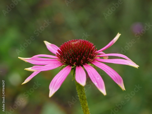Closeup from the side of pink petals and red centre of a coneflower