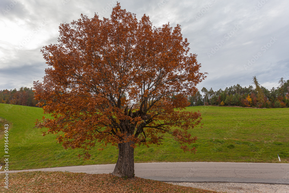 Naklejka premium Autumn colored oak in a cloudy day, Collepietra - Steinegg, South Tyrol, Italy. Concept: autumn landscape in the Dolomites