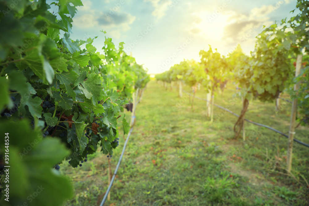 Beautiful view of vineyard with ripe grapes