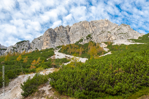 Panoramic hiking trail on a mountain top with a stunning view over the snow capped Alps covered with beautiful yellow spruce trees and larches on a sunny day in autumn 