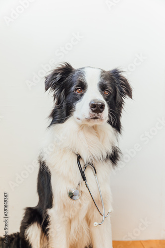 Puppy dog border collie with stethoscope on white wall background indoor. Little dog on reception at veterinary doctor in vet clinic. Pet health care and animals concept.
