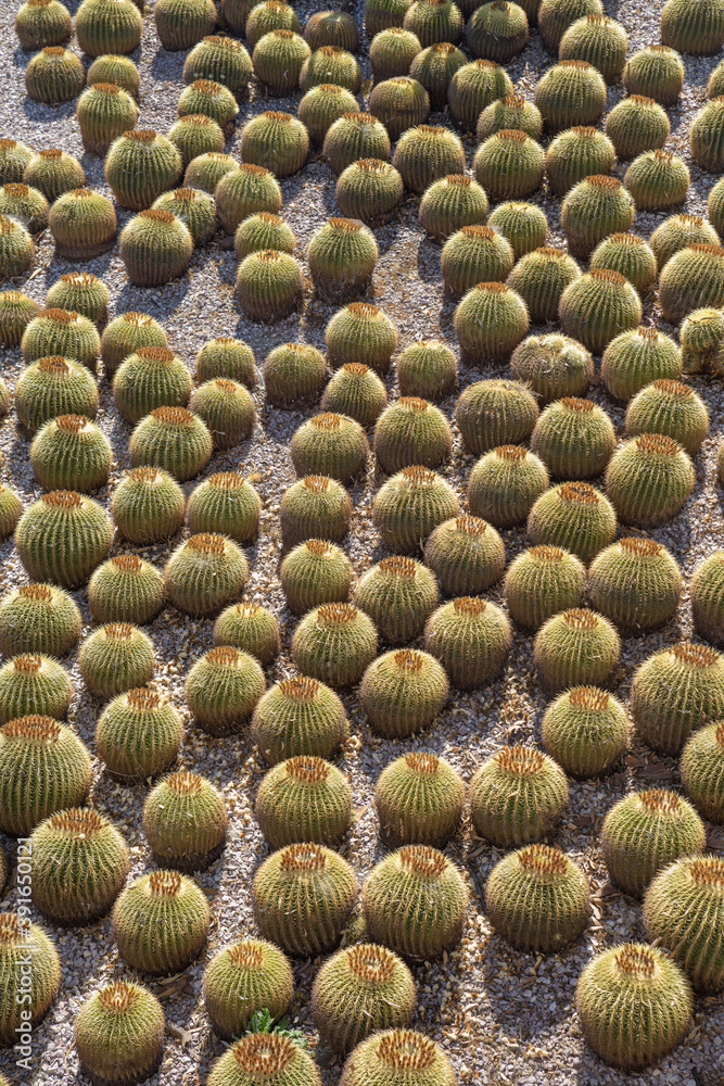 Golden barrel cactus gardenLos Angeles, California. Golden barrel cactus gardenLos Angeles, California.