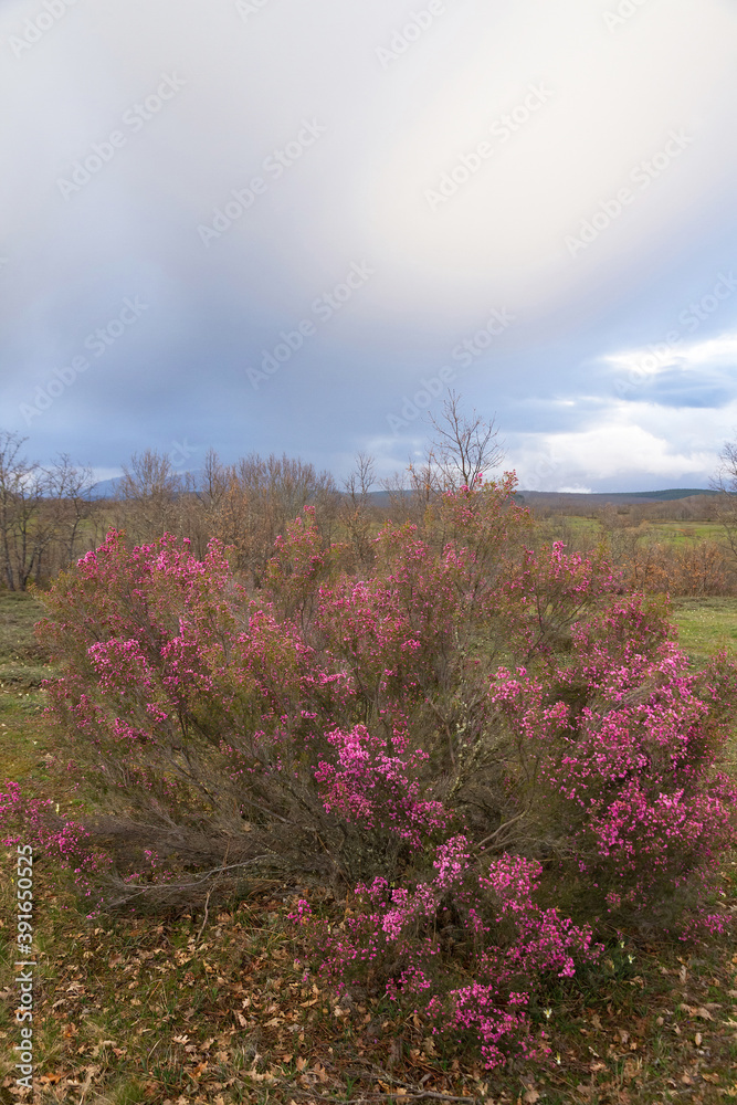 Heather plants flowered, in spring, with pink or mauve flowers, in the bush Heather plants flowered, in spring, with pink or mauve flowers, in the bush