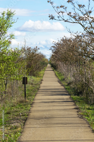 Road prepared to walk through vegetation