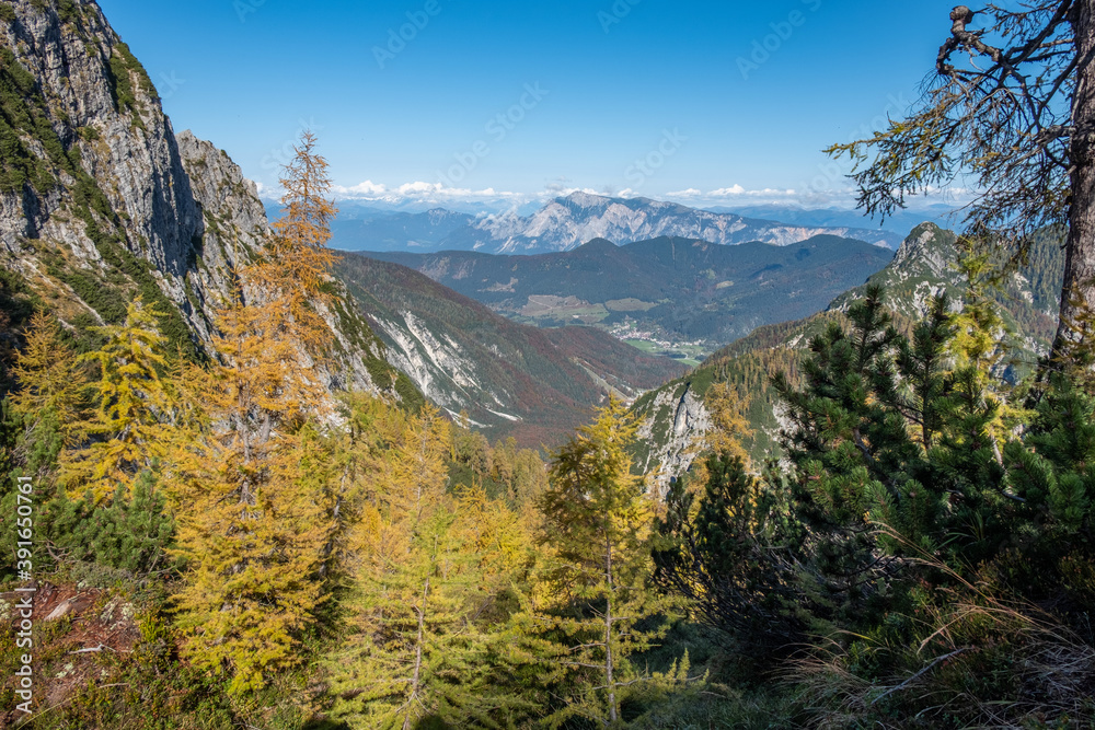 beautiful panoramic mountain scenery in the Julian Alps with colorful yellow and green spruce trees and larches on a mountain ridge on a sunny day in autumn with blue skies