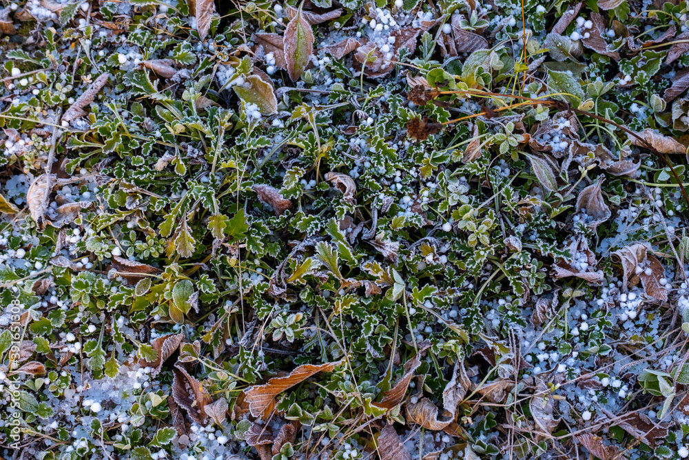 凍結した雑草