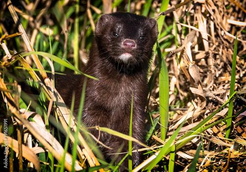 Riight place, right time. Wasn't looking for mink but was ready when this one appeared for a matter of seconds.