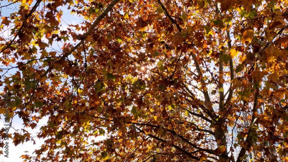 Autumn leaves in sunlight. Yellow and orange autumn maple leaves tree shot against the shining sun. 4k Video of a nature background in fall season. Autumn leaves in sunlight. Yellow and orange autumn maple leaves tree shot against the shining sun. 4k Video of a nature background in fall season.