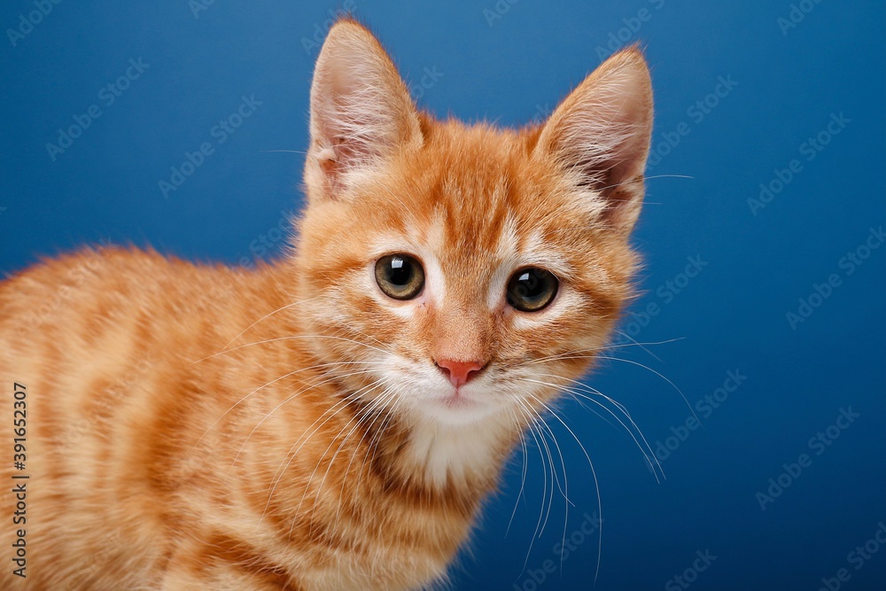 Beautiful kitten in front of a background Beautiful kitten in front of a background