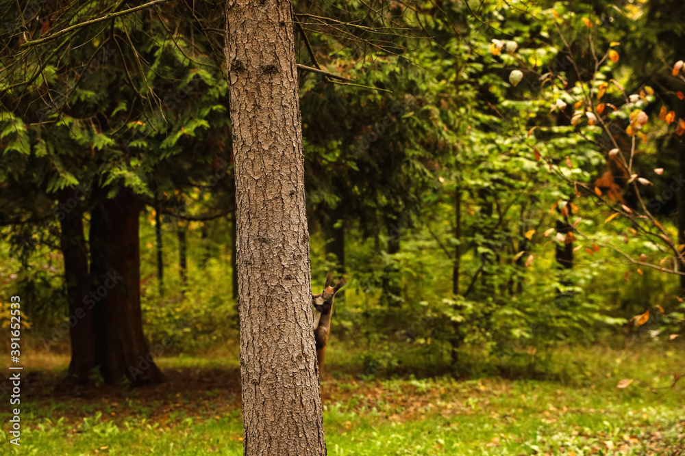 Cute squirrel on tree in forest on autumn day Cute squirrel on tree in forest on autumn day