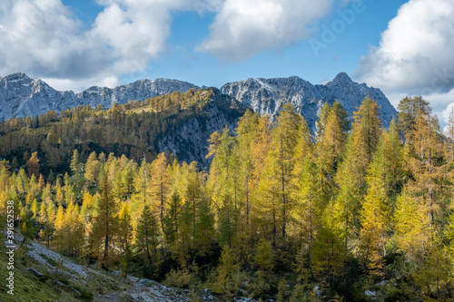 Panoramic hiking trail on a mountain top with a stunning view over the snow capped Alps covered with beautiful yellow spruce trees and larches on a sunny day in autumn © RoMaLi