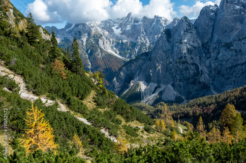 Panoramic hiking trail on a mountain top with a stunning view over the snow capped Alps covered with beautiful yellow spruce trees and larches on a sunny day in autumn 