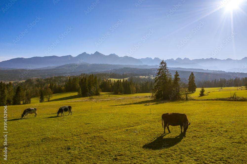 Autumn afternoon milk cows eating grass with beautiful tatra mountains in the background
