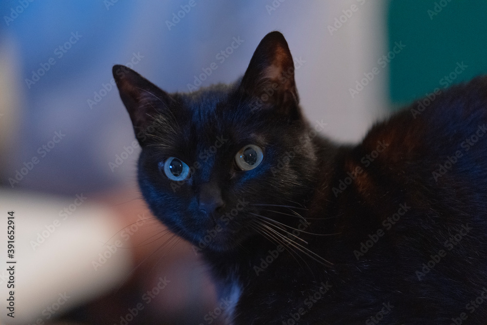 Black cat with blur background Black cat with blur background