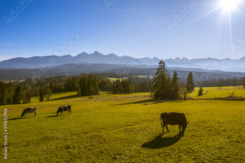Obraz na płótnie Autumn afternoon milk cows eating grass with beautiful tatra mountains in the background w salonie