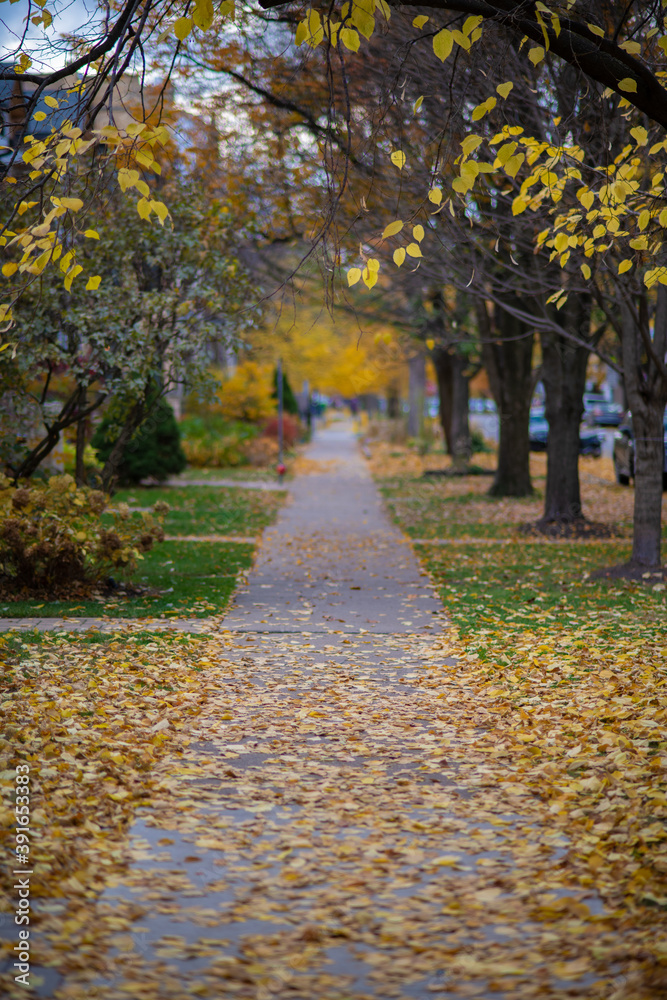 Fall Colors