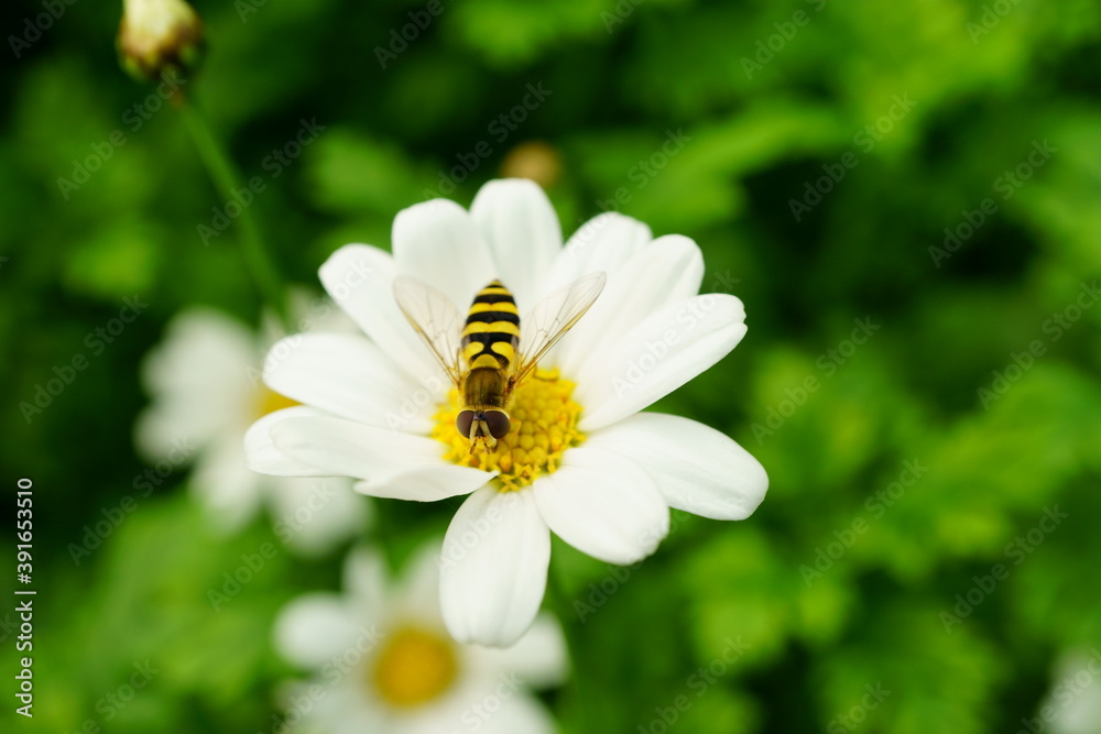 Macro photography of bee on chamomile flower head Macro photography of bee on chamomile flower head