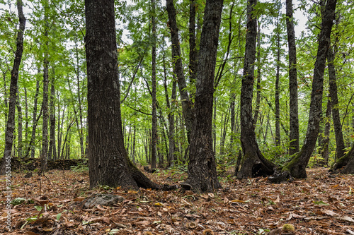 Shot of a chestnut forest in Montanchez. Extremadura. Spain. photo