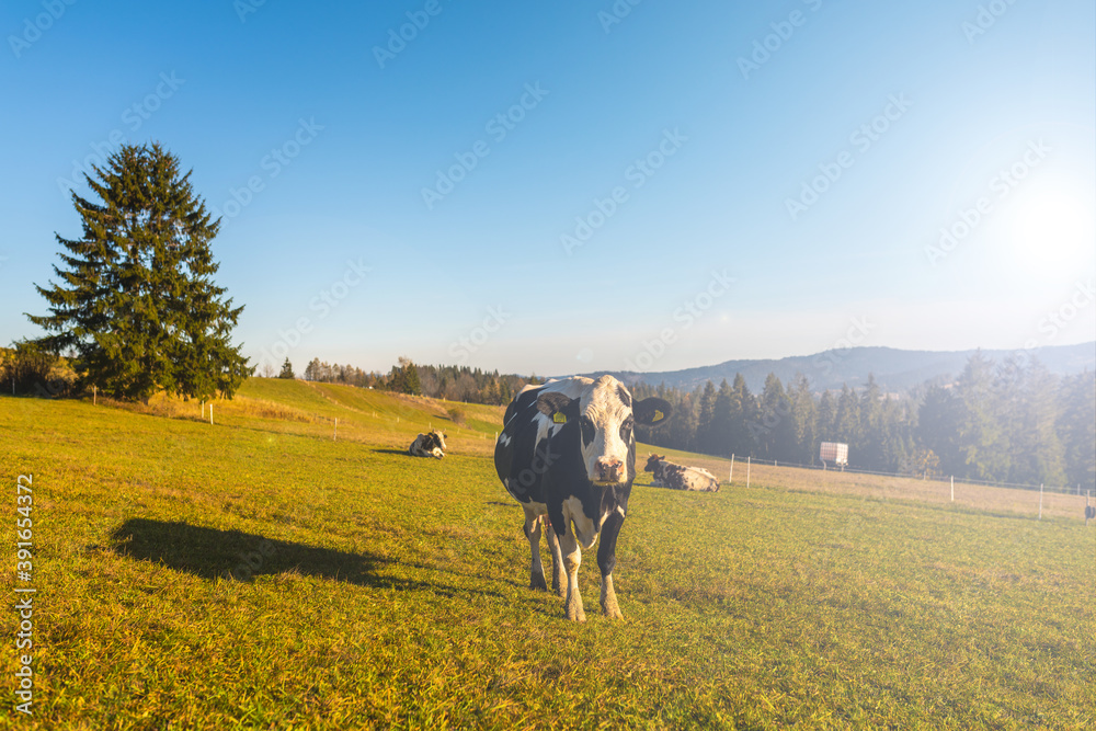 Polish cow on a beautiful mountain pasture - Zakopane