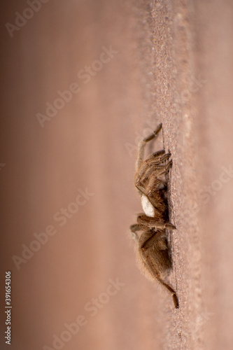 tarantula spider on concrete wall